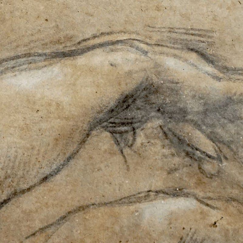 The Prints and Drawings Collection of the Galleria Nazionale delle Marche